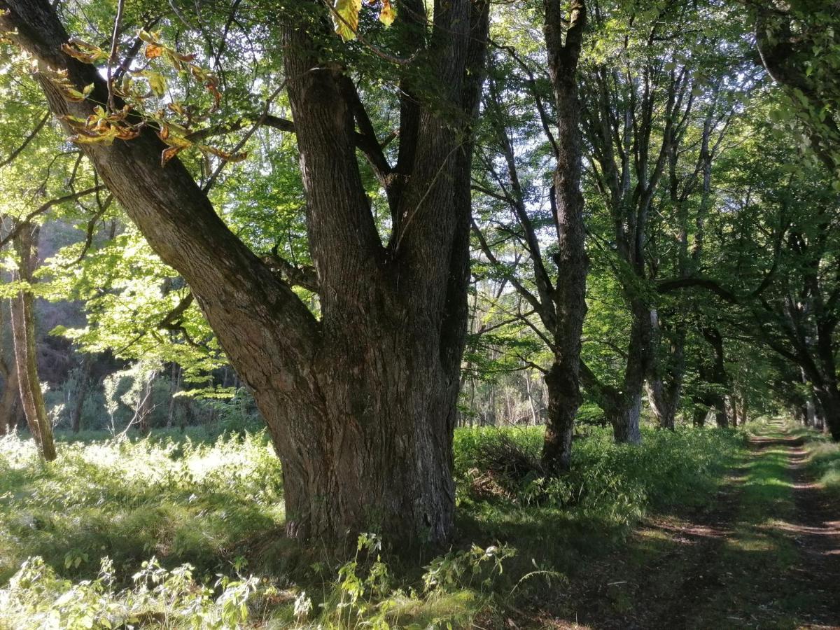 Apartmán Na Pekarne Železná Ruda Exteriér fotografie